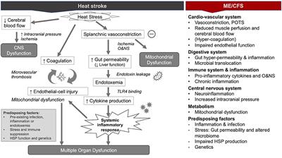 Lessons From Heat Stroke for Understanding Myalgic Encephalomyelitis/Chronic Fatigue Syndrome